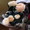 Belami Kordana Grande rose photo