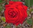 Atida rose photo