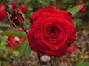 Atida rose photo