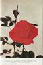 Rose of Life rose photo