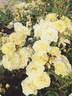 POUlgode rose photo