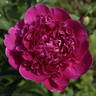 General MacMahon peony photo