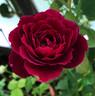 Odysseia rose photo
