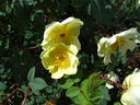 <i>Rosa alabukensis</i> rose photo