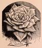 The Queen (Tea, Dingee rose photo