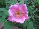 R. bella rose photo