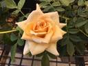 Honeybee ™ rose photo