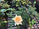 Honeybee ™ rose photo