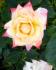 Palmetto Sunrise rose photo