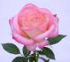 Child's Play™ rose photo