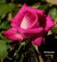 Darling Jenny rose photo
