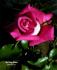 Darling Jenny rose photo