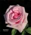 Royal Ascot ® rose photo