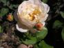 Jean Galbraith rose photo