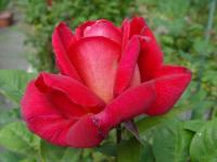 Disco rose photo