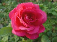 Disco rose photo
