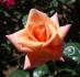 Fyvie Castle rose photo