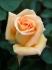 June Laver rose photo