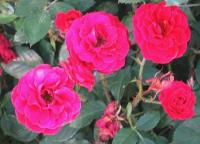 Danny Boy ™ rose photo