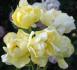 Morning Has Broken rose photo