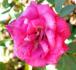 Antique Tapestry rose photo