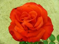 Rusticana, Cl. rose photo