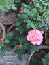 Evelyn May rose photo