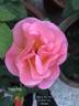 Evelyn May rose photo