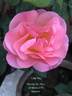 Evelyn May rose photo