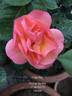 Evelyn May rose photo