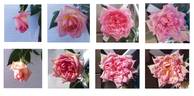 Comtesse de Woronzoff rose photo