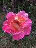 Patchwork Sport rose photo