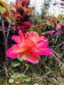 Patchwork Sport rose photo