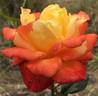 Judy Garland rose photo