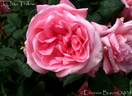 J. Otto Thilow rose photo