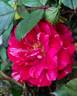 Candy Sunblaze ® rose photo