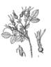 <i>Rosa balcarica</i> Galushko rose photo