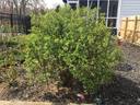 Snowbelt rose photo