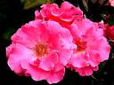 Romanze ® rose photo
