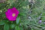 Scabrosa rose photo