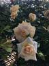 Honeybee ™ rose photo