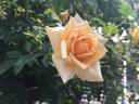 Honeybee ™ rose photo