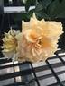 Honeybee ™ rose photo