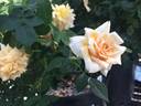 Honeybee ™ rose photo