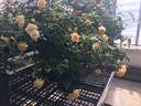 Honeybee ™ rose photo