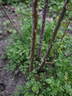 Cuthbert Grant rose photo