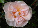 Pat Henry rose photo