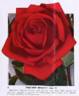 Radiant Beauty rose photo