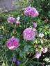 Blue Boy rose photo