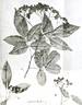 R. cymosa rose photo